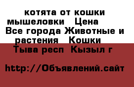 котята от кошки мышеловки › Цена ­ 10 - Все города Животные и растения » Кошки   . Тыва респ.,Кызыл г.